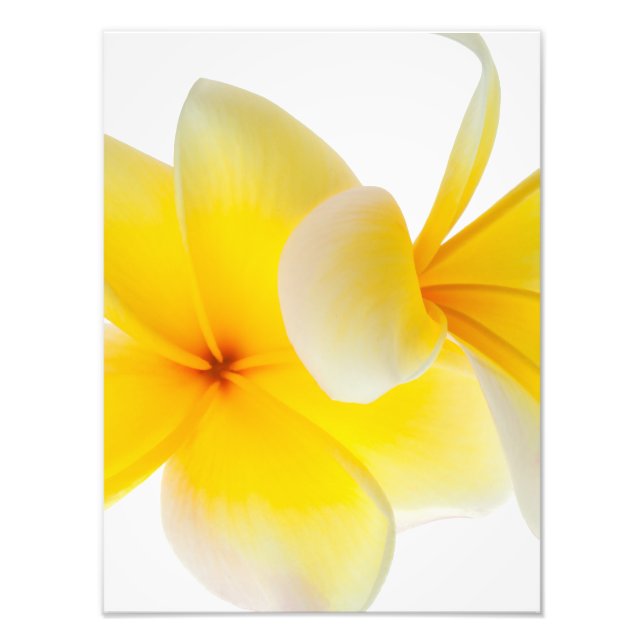 Plumeria Flowers Hawaiian White Yellow Frangipani Photo Print (Front)