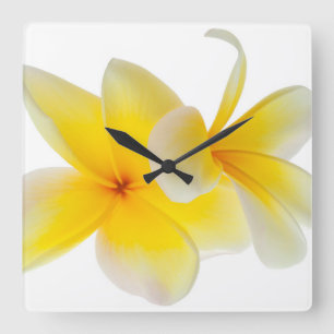 Plumeria Flowers Hawaiian White Yellow Frangipani Square Wall Clock