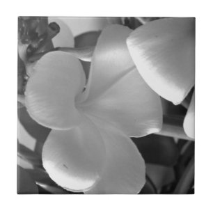 Plumeria Flowers in Black and White Ceramic Tile