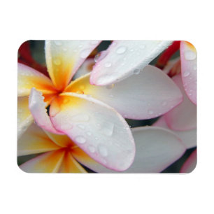 Plumeria Flowers Magnet