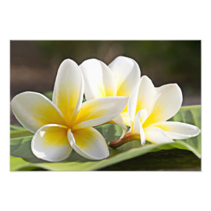 Plumeria Flowers Photo Print