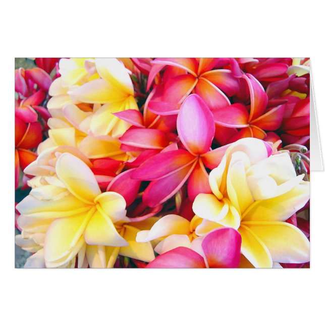 Plumeria Frangipani Floral Photo Digital Painting (Front Horizontal)