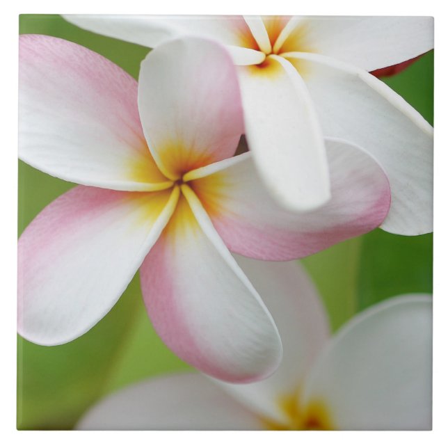 Plumeria Frangipani Hawaii Flower Customised Blank Ceramic Tile (Front)