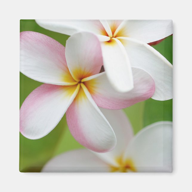 Plumeria Frangipani Hawaii Flower Customised Blank Magnet (Front)