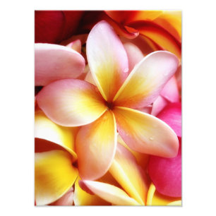Plumeria Frangipani Hawaii Flower Customised Blank Photo Print