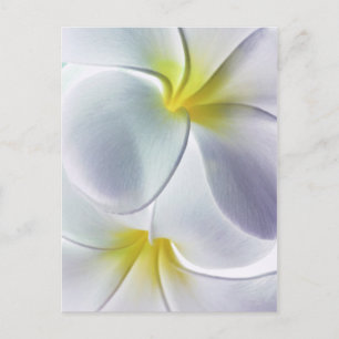 Plumeria Frangipani Hawaii Flower Customised Blank Postcard