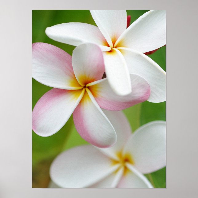 Plumeria Frangipani Hawaii Flower Customised Blank Poster (Front)