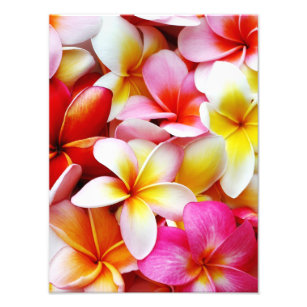 Plumeria Frangipani Hawaii Flower Customised Photo Print