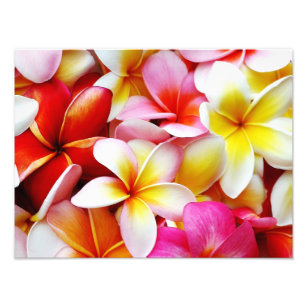 Plumeria Frangipani Hawaii Flower Customised Photo Print