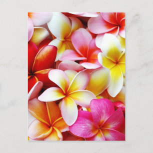 Plumeria Frangipani Hawaii Flower Customised Postcard