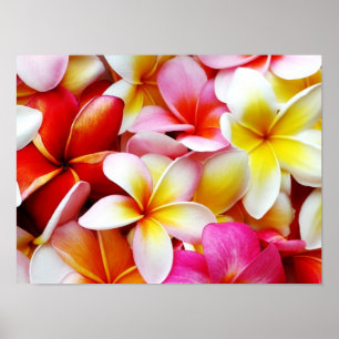 Plumeria Frangipani Hawaii Flower Customised Poster