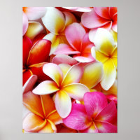 Plumeria Frangipani Hawaii Flower Customised