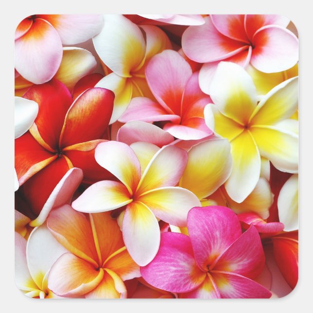 Plumeria Frangipani Hawaii Flower Customised Square Sticker (Front)