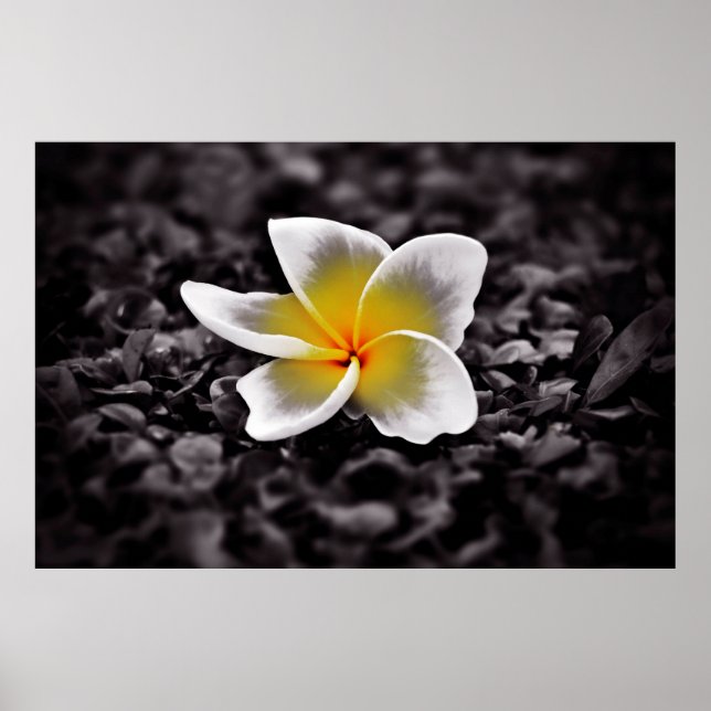 Plumeria Frangipani Hawaii Flower Poster (Front)