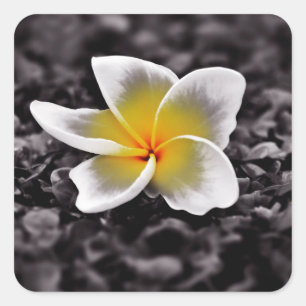 Plumeria Frangipani Hawaii Flower Square Sticker
