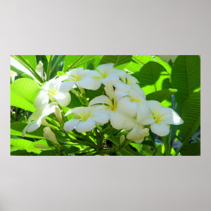 Plumeria Greeting Morning Poster