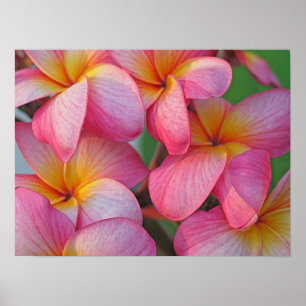 Plumeria - Hanna Pink Glow Poster