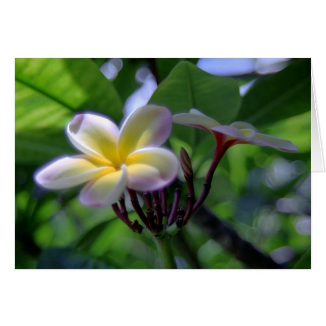 Plumeria Hawaii (Front Horizontal)
