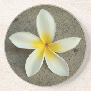Plumeria hawaii flower coasters
