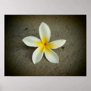 Plumeria hawaii flower poster