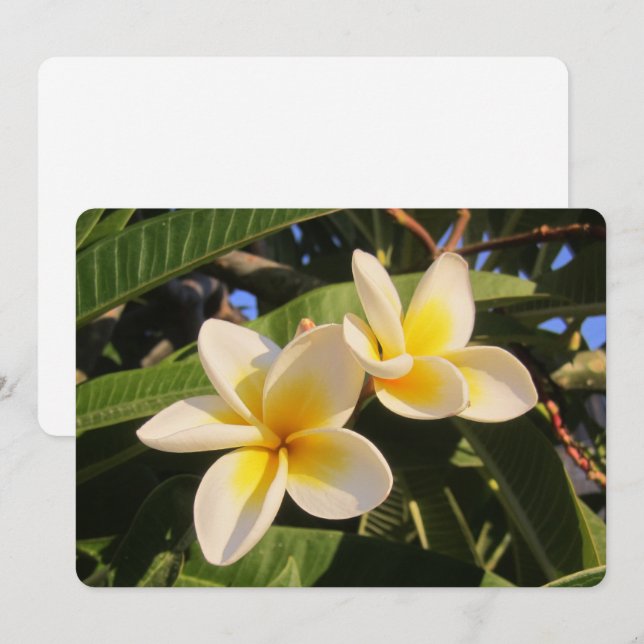Plumeria Holiday Card (Front/Back)