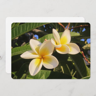 Plumeria Holiday Card