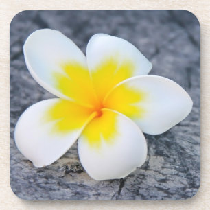 Plumeria Lumbar Pillow Coaster