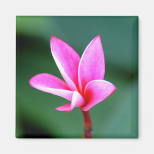 Plumeria Magnet