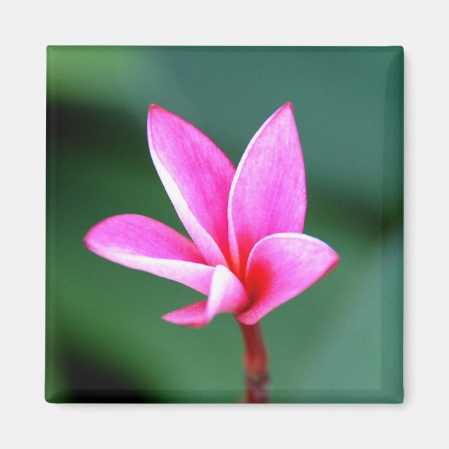 Plumeria Magnet (Front)