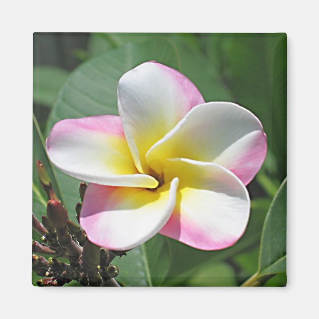 Plumeria Magnet (Front)