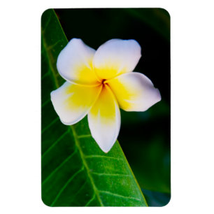 Plumeria Magnet