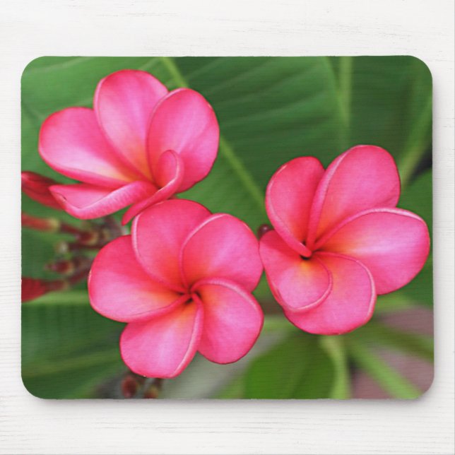 Plumeria - Miami Rose on mousepad (Front)