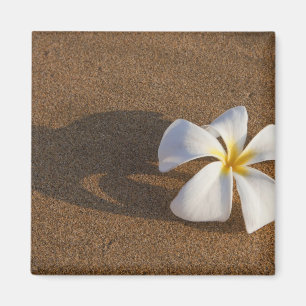 Plumeria on sandy beach, Maui, Hawaii, USA Magnet