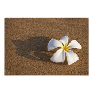 Plumeria on sandy beach, Maui, Hawaii, USA Photo Print