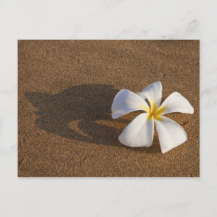 Plumeria on sandy beach, Maui, Hawaii, USA Postcard