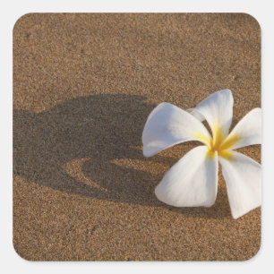 Plumeria on sandy beach, Maui, Hawaii, USA Square Sticker