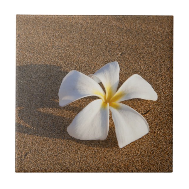 Plumeria on sandy beach, Maui, Hawaii, USA Tile (Front)