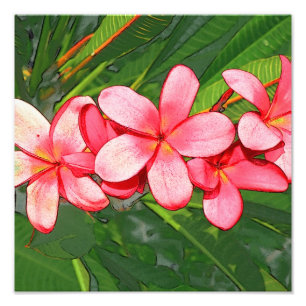 Plumeria Photo Print