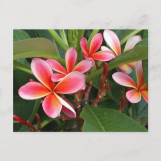 Plumeria Postcard