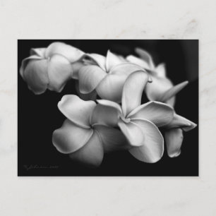 Plumeria postcard.. postcard