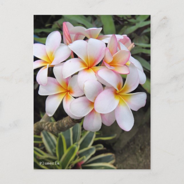 Plumeria [Postcard] Postcard (Front)