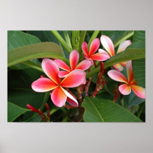 Plumeria Poster