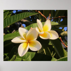Plumeria Poster