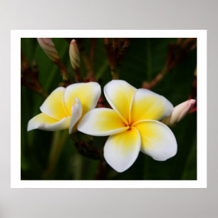Plumeria Poster