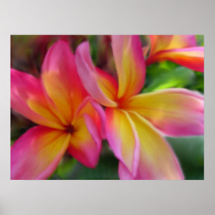 Plumeria  Print