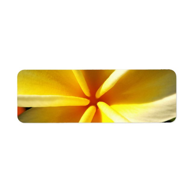 plumeria return address label (Front)