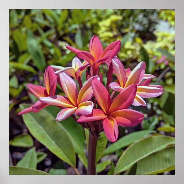 Plumeria Rubra Flower Poster (Front)