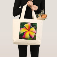 Plumeria rubra