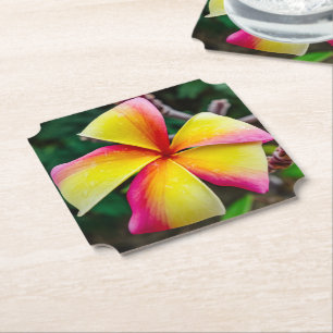 Plumeria rubra paper coaster