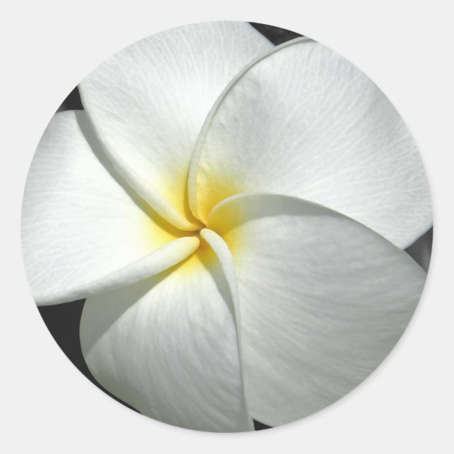 Plumeria Sticker (Front)